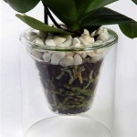 Clear Glass Plant Pots For Orchids